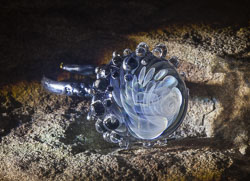 Glass Art