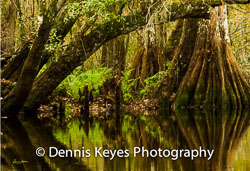 Landscapes Landscapes